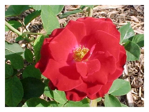 ROSA x 'Champlain' (AC)